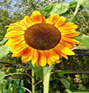 n_sunflower